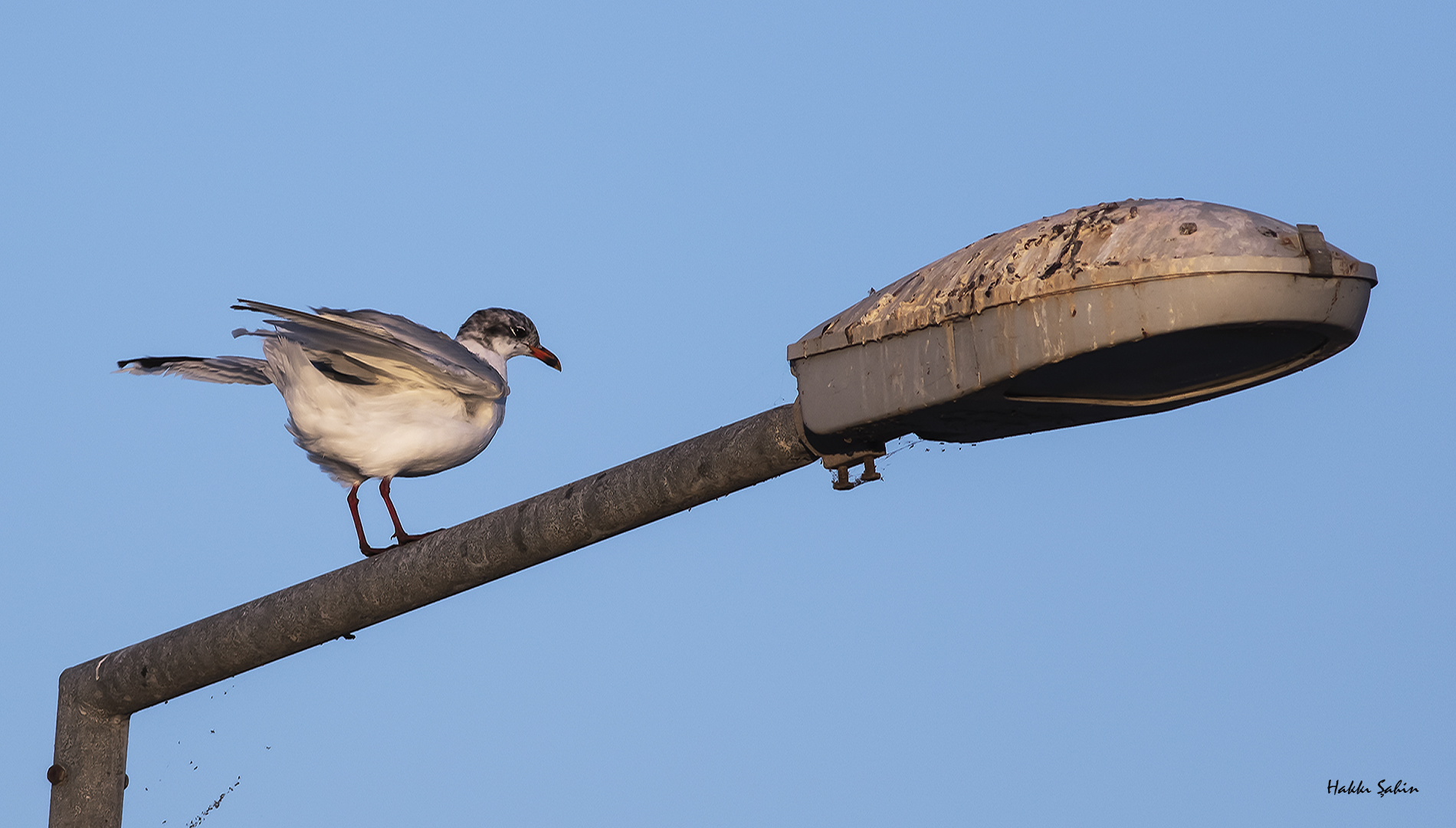 Mediterranean Gull